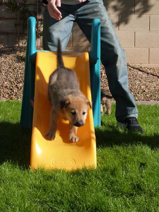 chinook dog